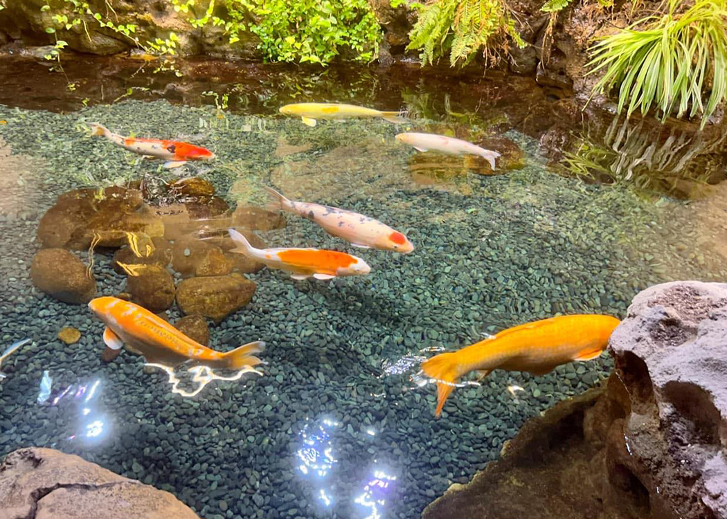 The image shows an aquarium with a clear water surface, containing several koi fish swimming in the water.