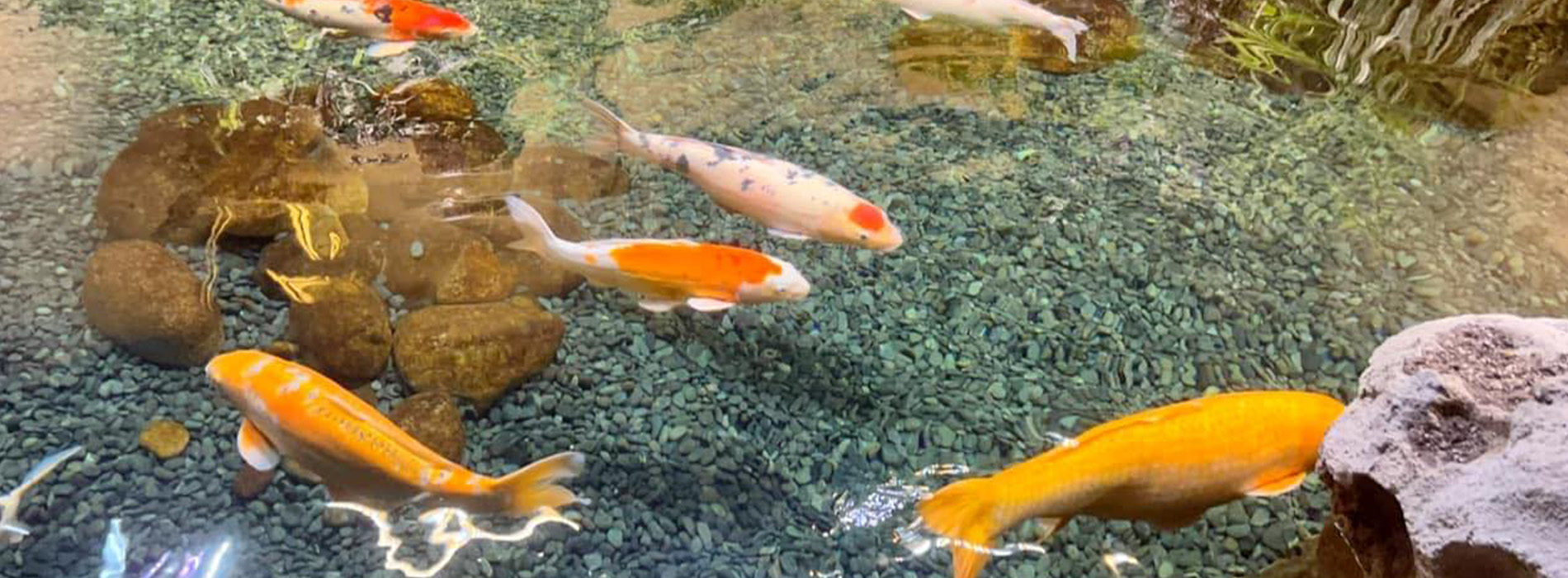 The image shows a vibrant aquarium with numerous colorful fish swimming in clear water, surrounded by lush green plants and rocks, creating a naturalistic habitat.