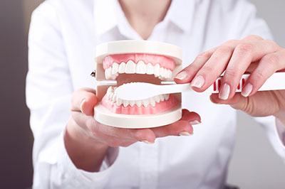 A person holding a model set of teeth in their hand.